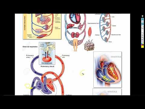 1  1 شرح باطنة دكتور سويلم