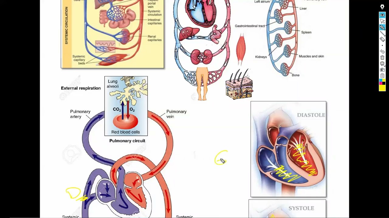 1- Heart Failure1  شرح باطنة دكتور سويلم
