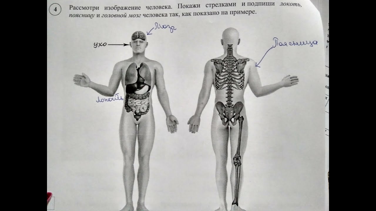 Анатомия человека впр