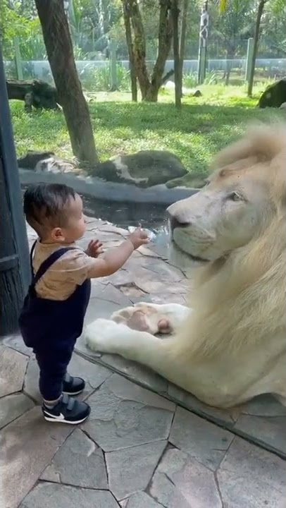 Anak Kecil berani Pegang Singa Putih