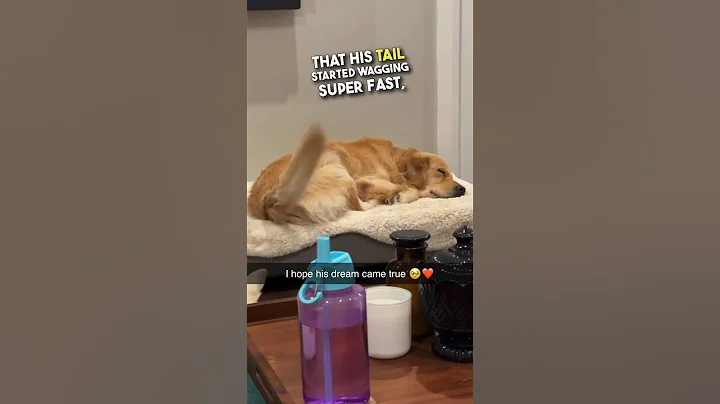 This dog was having the best dream ❤️