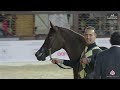 N 109 ASMAA JUHAYNA KIAHF 2025 Arabian Peninsula Horse Show Senior Mares Class 3B Class 3B 