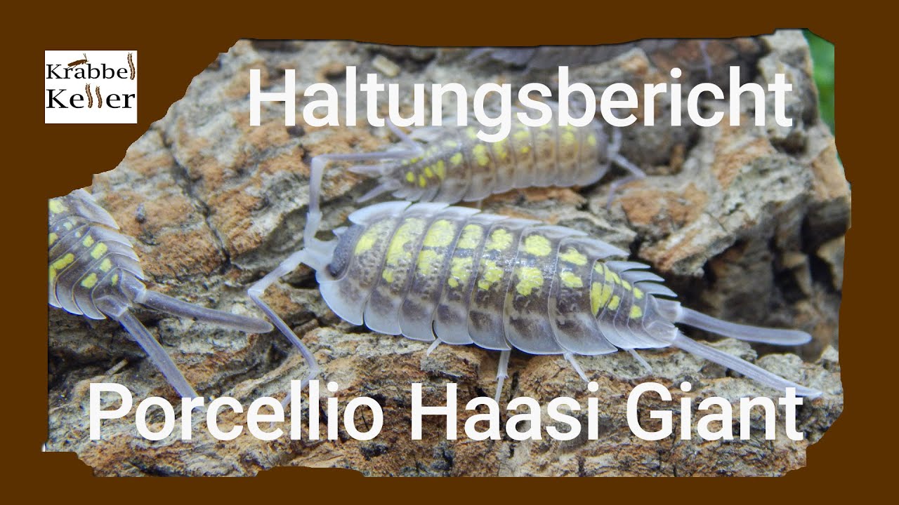 Haltungsbericht Porcellio Haasi Giant YouTube