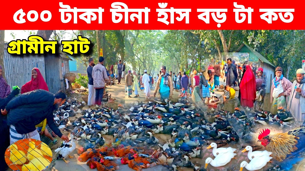 বিখ্যাত গ্রামীন হাট ধারা বাজার | Bangladeshi traditional poultry market 