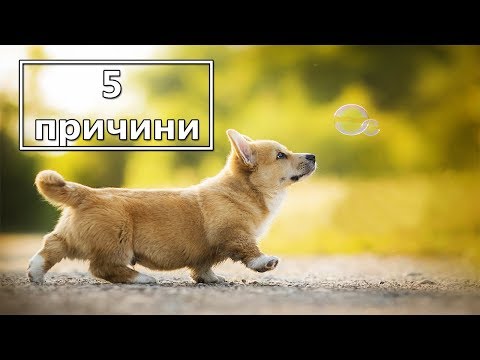 Видео: Топ 5 причини, поради които трябва да осиновите куче
