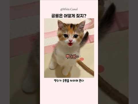 아기 맹수가 따라하는 공룡 thumbnail