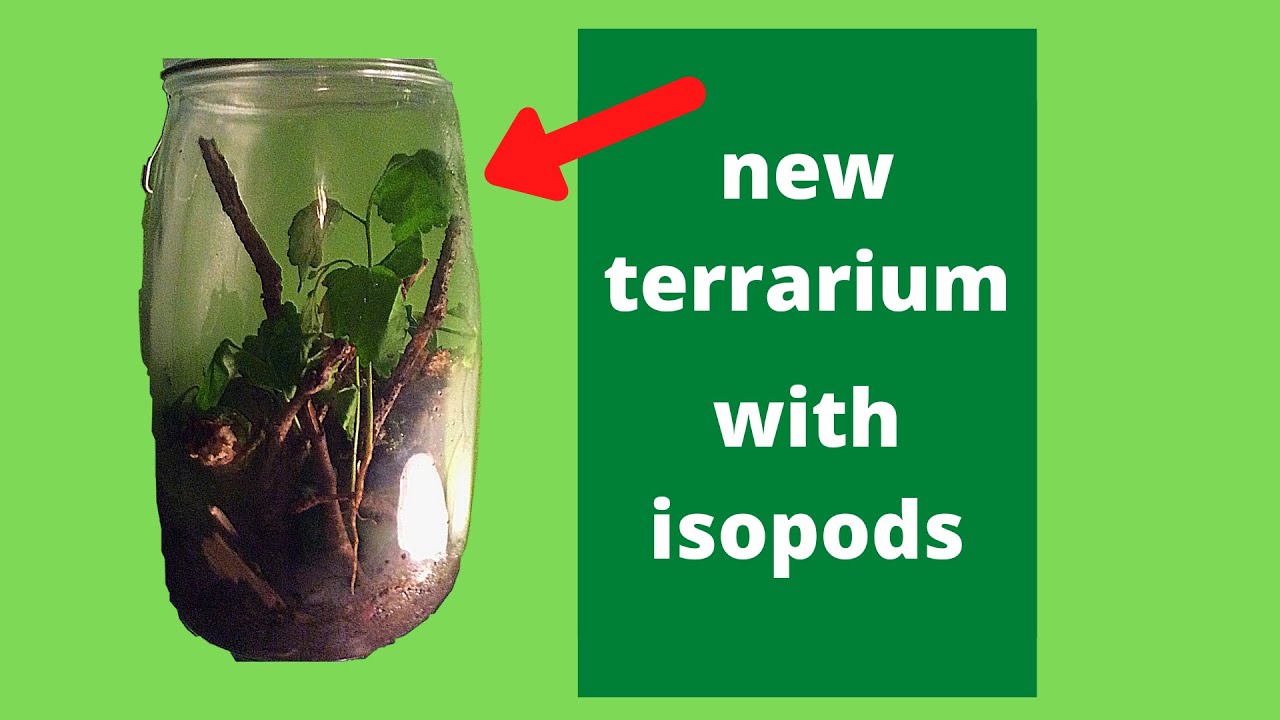NEW terrarium with ISOPODS YouTube