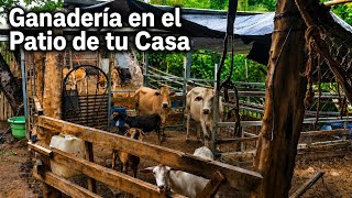 Ganadería en el Patio de tu Casa 😱 ¡Cómo Empezar hoy Mismo!