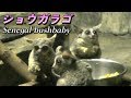 【小さな猿】ショウガラゴの生態（Senegal bushbaby）