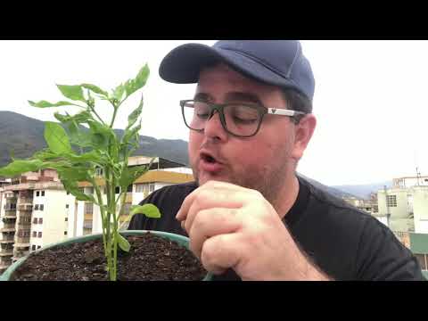 Video: Los pimientos se están marchitando: qué hacer con las plantas de pimiento marchitas