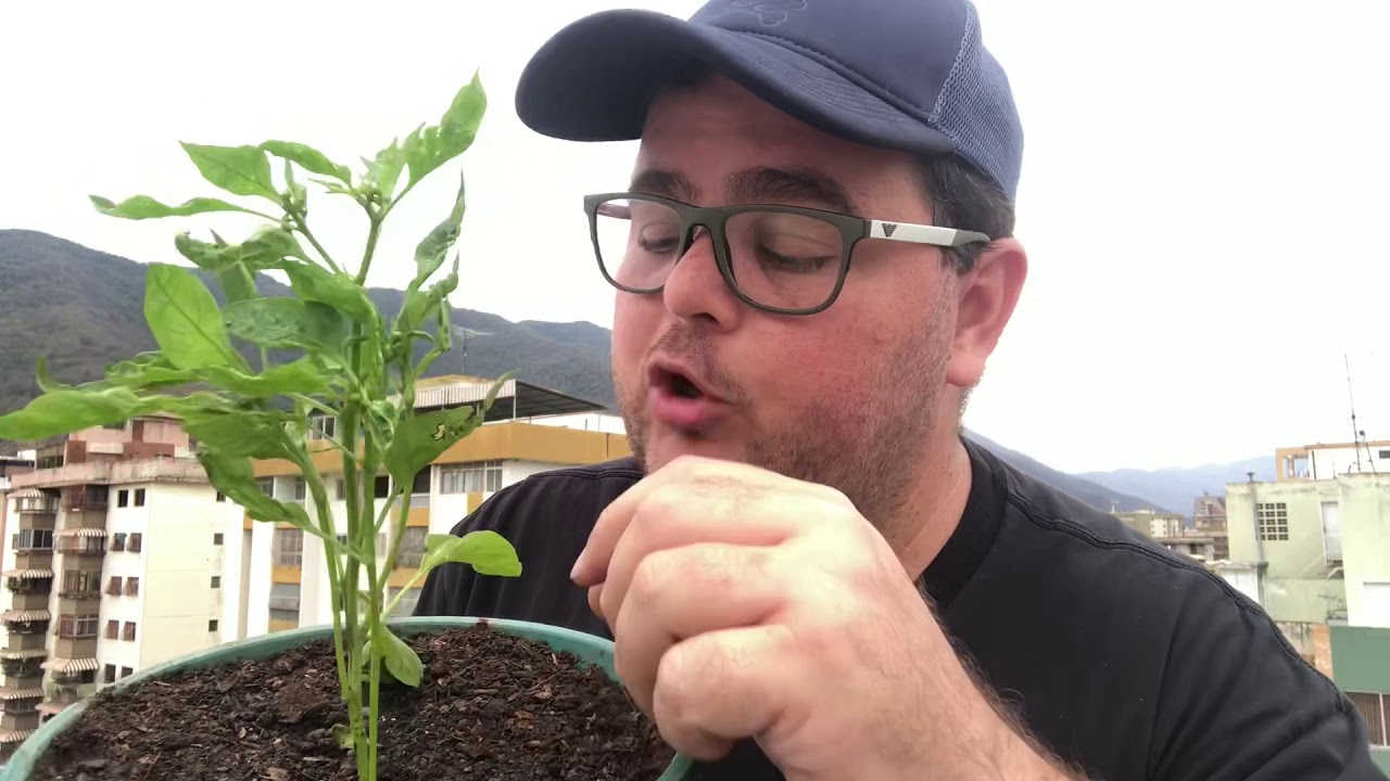 Tristeza del pimiento, plantas de pimientos debiles.