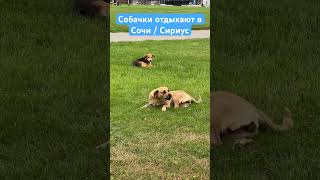 Собачки отдыхают в Сочи / Сириус