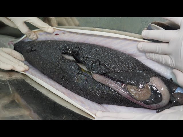 이 놈 한 마리 가치가 무려 1500만원? 세계 3대 진미 캐비어가 만들어지는 과정 / How caviar is made / Korean street food