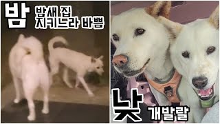 풍산개. 밤과 낮의 완전히 다른 생활모습  Poongsan Dog. Completely different life style of night and day