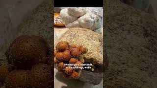 Mushrooms are a leading source of the antioxidant nutrient selenium #fungi #food #ediblemushroom
