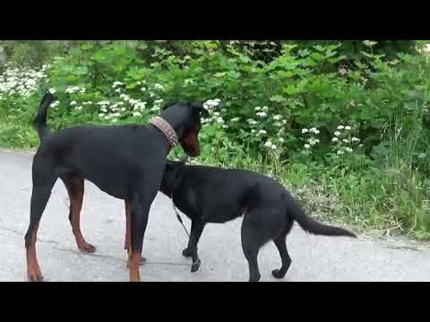 Video: Kuinka Kouluttaa Dobermania