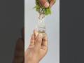Tips to get roots in water 🌱/ #shorts #ytshorts #gardening #garden