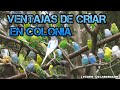 VENTAJAS DE CRIAR PERIQUITOS EN COLONIA (vídeo colaboración)