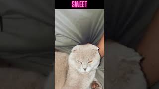 Funny Stuff - Wtf Fail Moments - Sweet Cat 