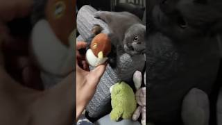 Who Knew A Tiny Bird Could Bring So Much Joy? 🤣 Resimi