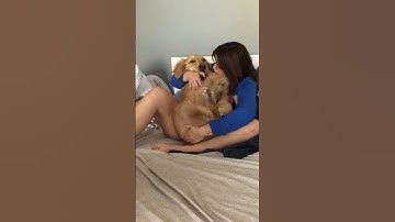 Thumbnail of Dog Thinks He's A Baby 🐕🐕 #dog #golden #funny #entertainment #jokes #laugh #fun #doggo #reaction