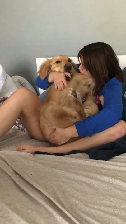 Dog Thinks He's A Baby 🐕🐕 #dog #golden #funny #entertainment #jokes #laugh #fun #doggo #reaction