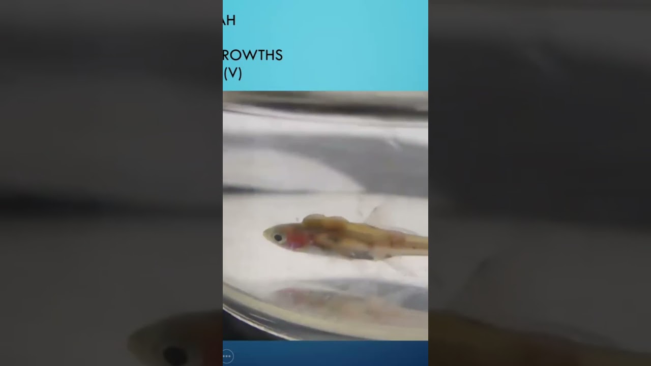 Boraras with worm infection. See link complete video. #fishdisease