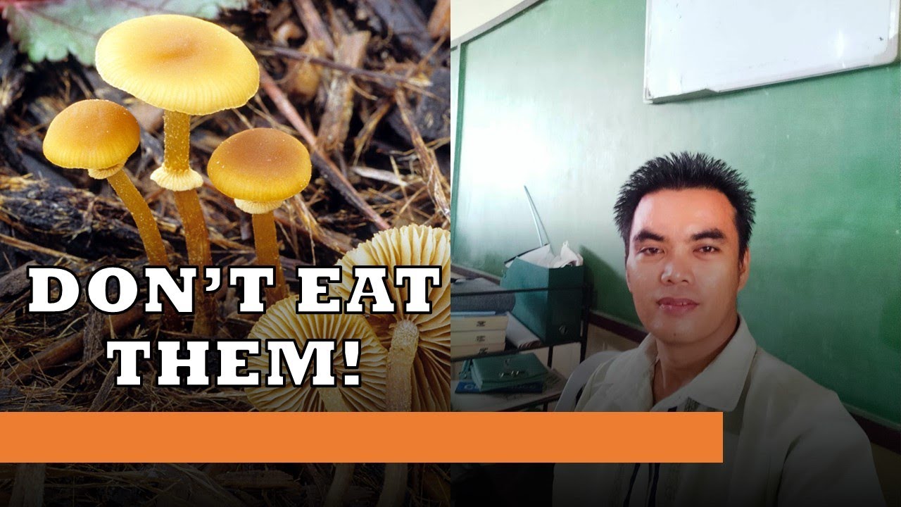 Sampung nakakalasong Kabuti o mushrooms