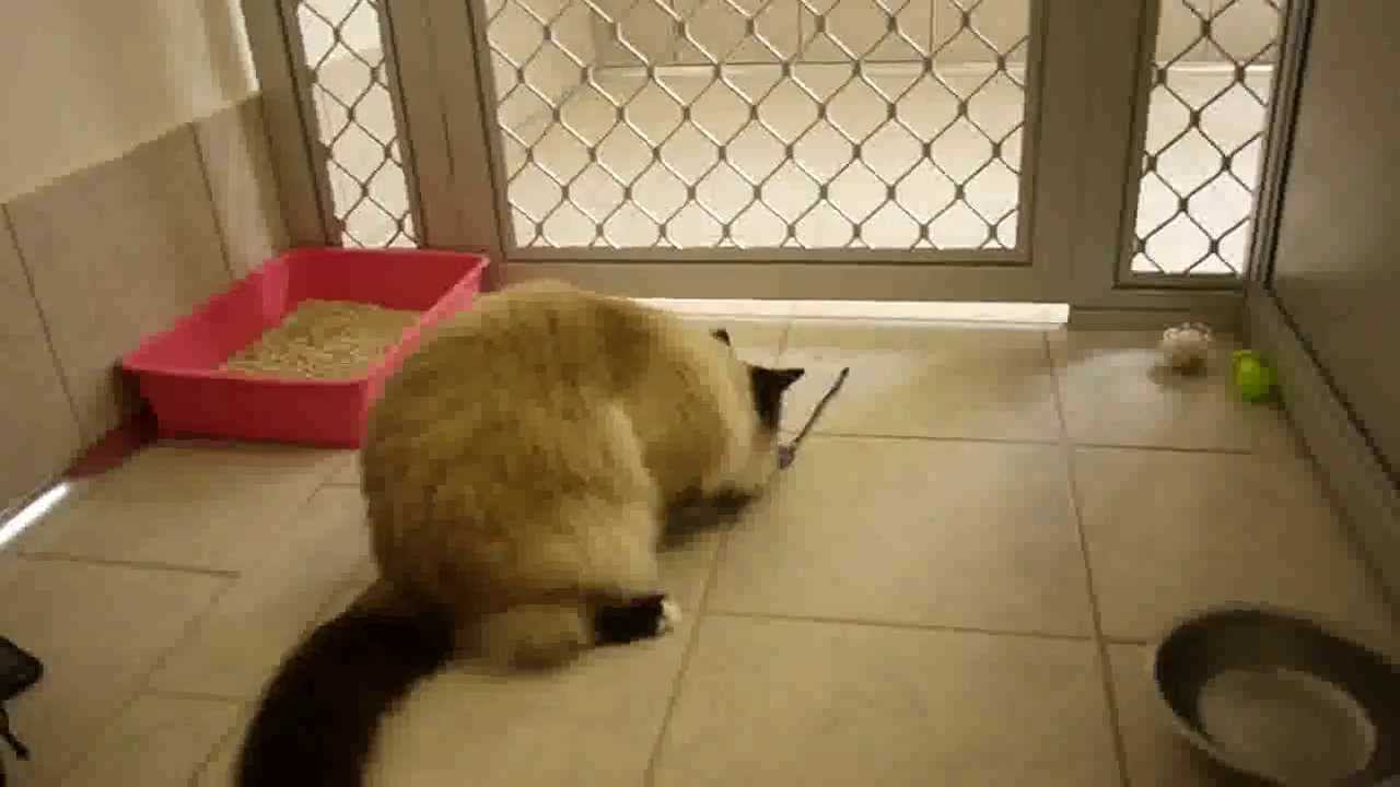 Visiting Cute Cat Pickle at Spotswood Quarantine (Melbourne, Australia