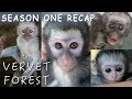 Amazing Baby Orphan Monkey Rescues - The Vervet Forest - Season 1 Recap