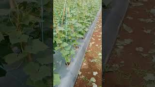 timun udah mulai berbunga#part1