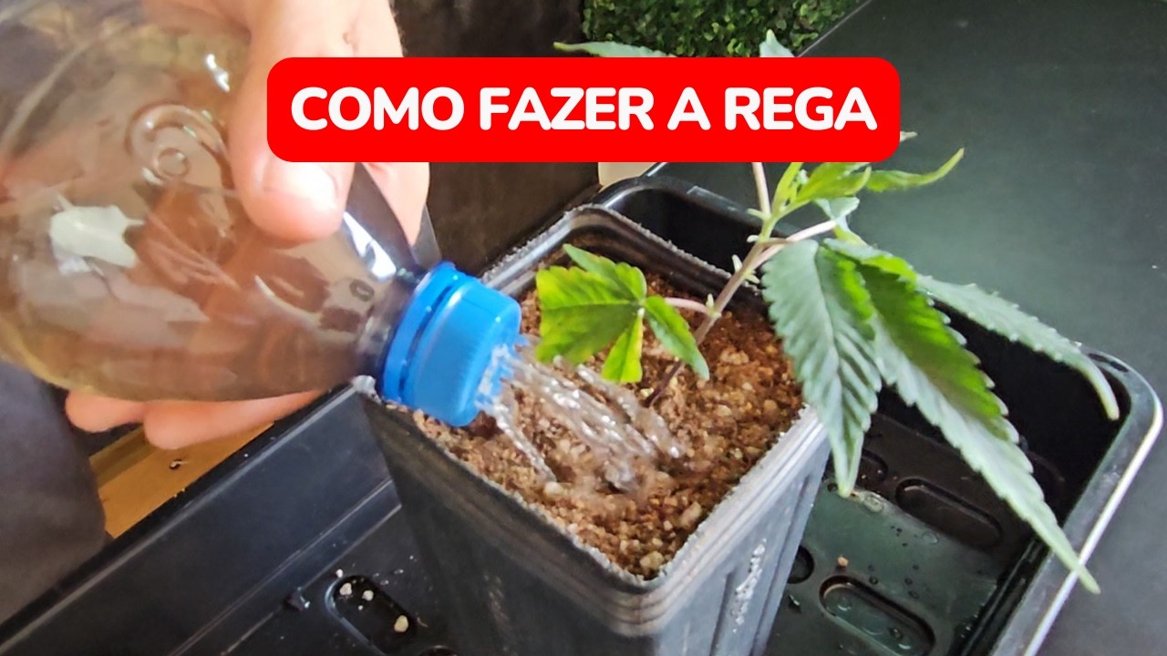 Como fazer a rega no cultivo indoor