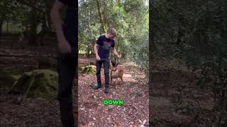 Parkour Dog: Epic Woods Run! Can He Beat The Challenge? #shorts
