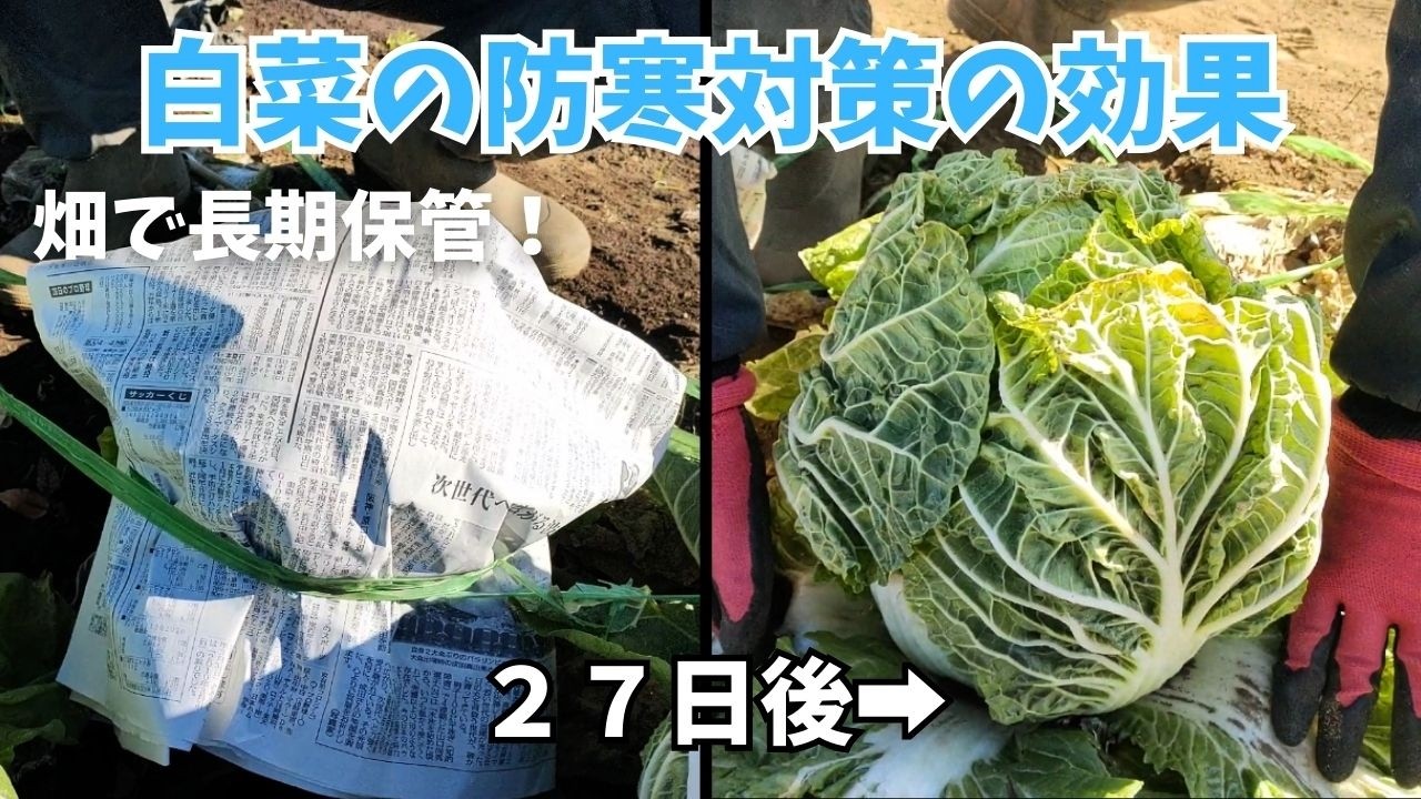 【白菜の防寒対策】防寒対策のやり方と効果の比較｜畑で長期保管！少しずつ収穫！　2025年12月28日　2026年1月24日