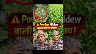 बिरुवाको सेतो धुलो ३० सेकेन्डमा हटाउने ट्रिक | Powdery Mildew Solution"#short#agriculture
