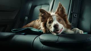 The New JAECOO 5 | See the Road Through a Dog’s Eyes | JAECOO UK