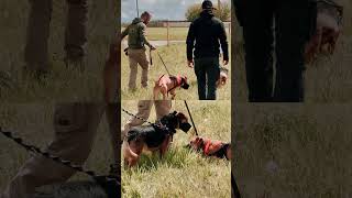 Intervention en refuge - FORMATION ÉDUCATEUR CANIN