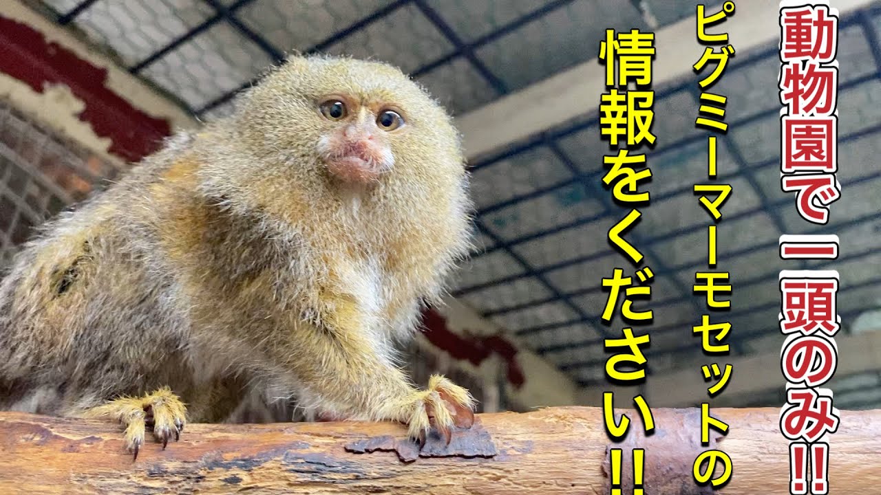 とうとう動物園でわずか1頭となってしまったピグミーマーモセット そこで皆様にお願いがあります Youtube