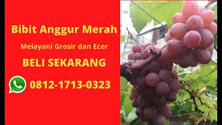 Jual Bibit Anggur Import Merah di Samarinda dan Balikpapan TELP/WA. 0812-1713-0323