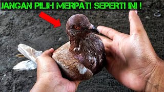 CIRI-CIRI MERPATI YANG KURANG BAGUS UNTUK TINGGIAN