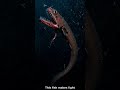This Fish Hunts With Light No One Can See 😱 #shorts