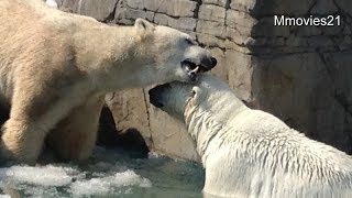 鳴きながらララの周囲を歩く