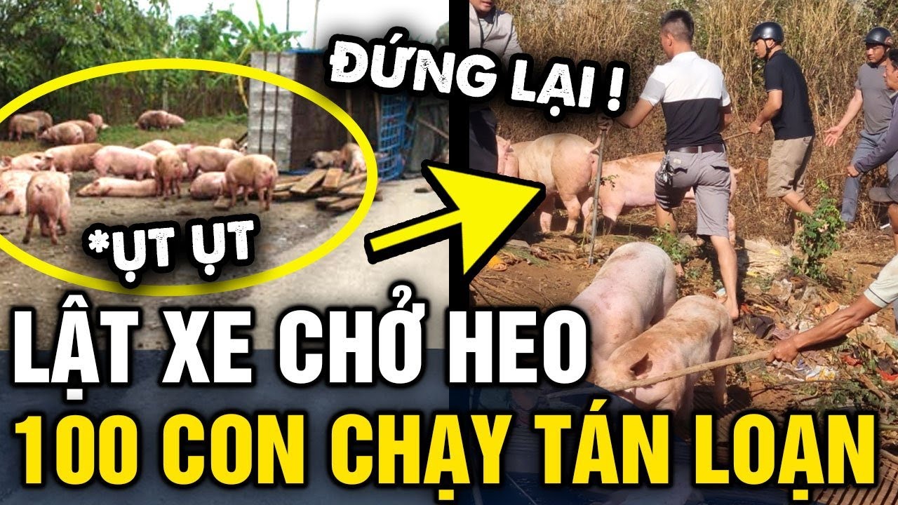 Lật xe CHỞ HEO trên quốc lộ, hơn 100 con heo CHẠY TÁN LOẠN | Tin 3 Phút ...