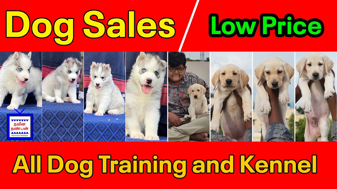 DOG FOR SALE Madurai / coimbatore /Husky puppy sales/ Labrador puppy