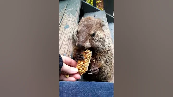 Jeannette her groundhog
