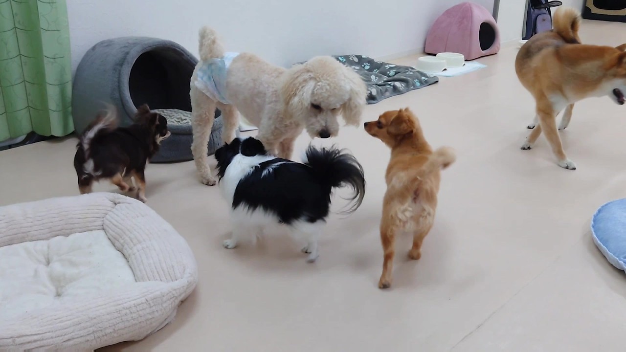 チワ族に囲まれる大きなトイプードル 🐶ひみつきちなう！①🐶 2026年5