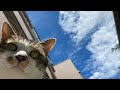 【人気の猫写真 2021年7月】NEKOくらぶ Jul/2021 ~ネコ好きはヤメラレナイ~