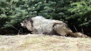 Hoary Marmot Mt  Rainier, WA 1