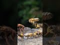 Bienen, Wespen und Hornissen