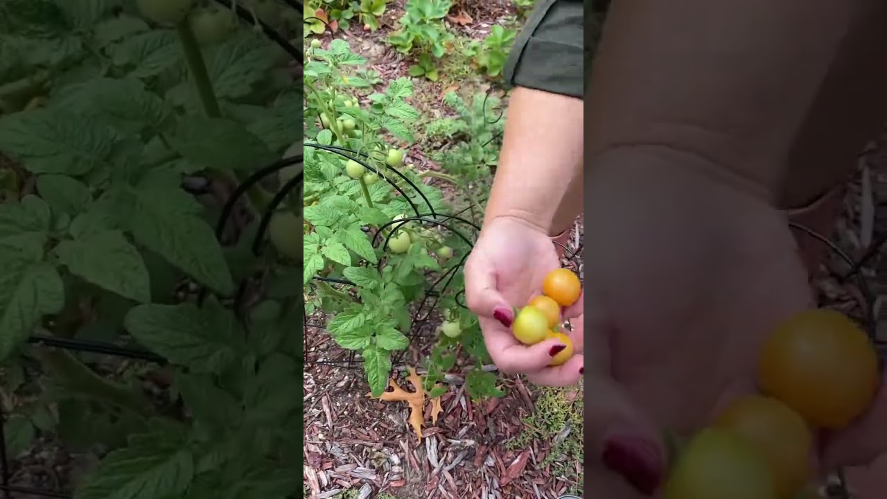 When Picking Garden Fresh Ready To Eat Tomatoes 